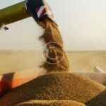 How organic farming supports rural community growth